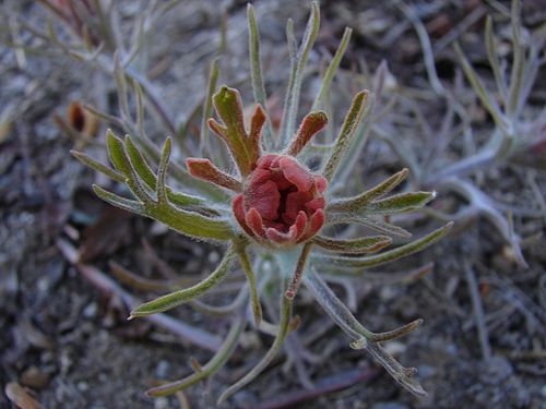 Castilleja arachnoidea